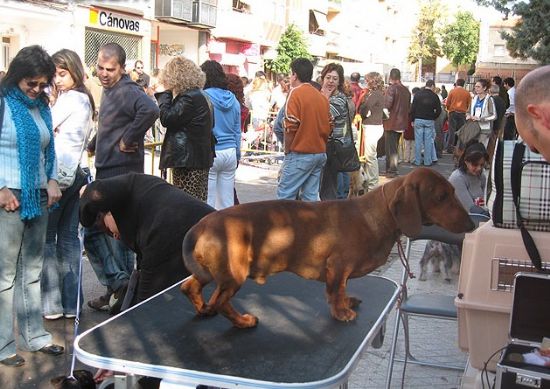LA FERIA DE DA, LA CARPA MUNICIPAL Y LA FERIA ABREN EL PROGRAMA DE ACTIVIDADES DE LAS FIESTAS DE LA SANTA2006