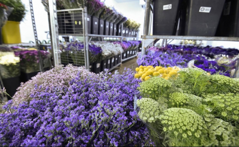 La Alcalda solicita ayudas a los Gobiernos estatal y regional para paliar las consecuencias econmicas de la crisis sanitaria sobre el sector de la flor cortada y planta ornamental