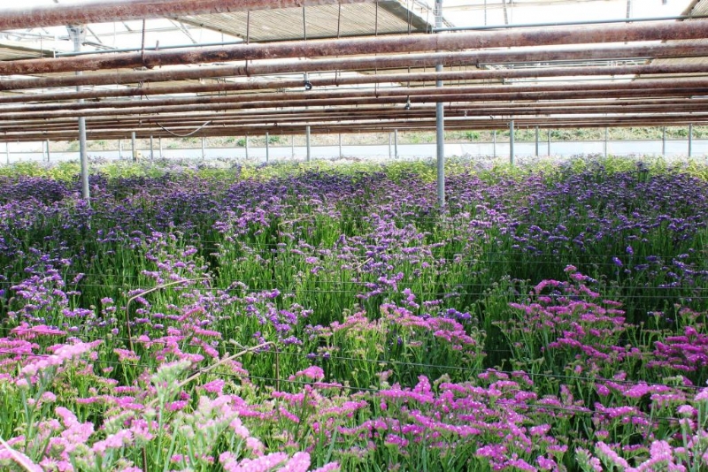 La Alcalda solicita ayudas a los Gobiernos estatal y regional para paliar las consecuencias econmicas de la crisis sanitaria sobre el sector de la flor cortada y planta ornamental