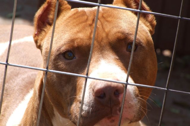 El Ayuntamiento de Totana tramita en lo que va de ao cuatro expedientes de licencia para la tenencia de animales potencialmente peligrosos