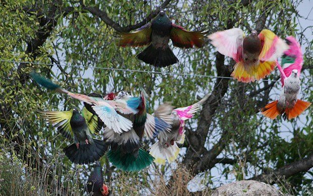 La Alcalda dicta un bando prohibiendo el vuelo para palomas no destinadas a la prctica deportiva durante la celebracin de entrenamientos y competiciones oficiales de colombicultura