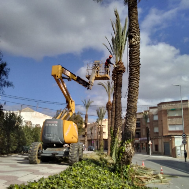Servicios a la Ciudad realiza labores de poda y mantenimiento de la poblacin de palmeras en la va pblica, y parques y jardines de la poblacin