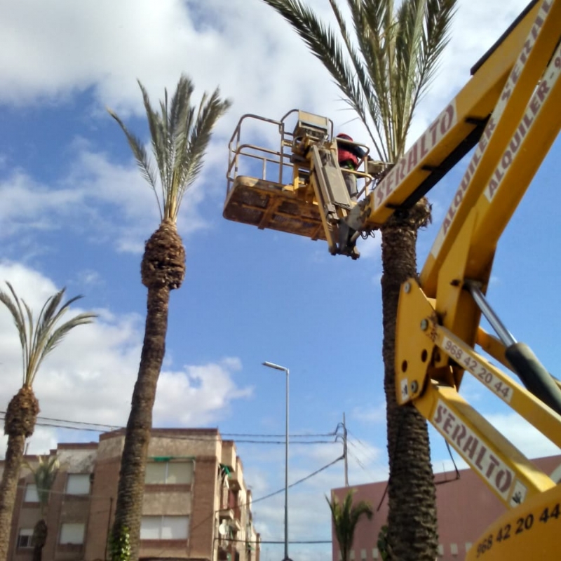 Servicios a la Ciudad realiza labores de poda y mantenimiento de la poblacin de palmeras en la va pblica, y parques y jardines de la poblacin