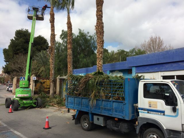 La Concejala de Servicios a la Ciudad realiza labores de poda y mantenimiento de la poblacin de palmeras en la va pblica, y parques y jardines 