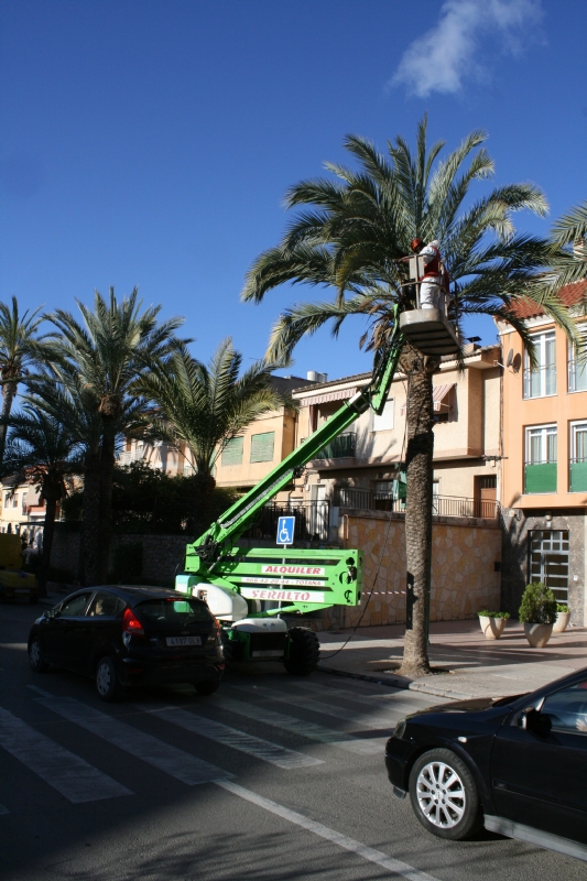 Realizan labores de poda y mantenimiento de la poblacin de palmeras en la va pblica, y parques y jardines del municipio