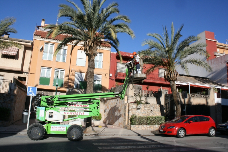 Realizan labores de poda y mantenimiento de la poblacin de palmeras en la va pblica, y parques y jardines del municipio