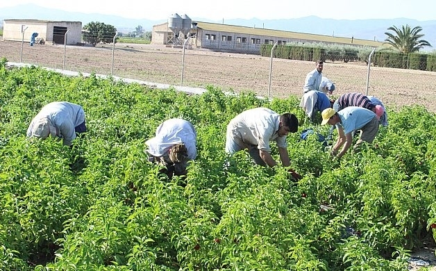 El BORM publica la convocatoria de ayudas para el mantenimiento de la agricultura ecolgica de 30 municipios de la Regin, entre ellos el de Totana 