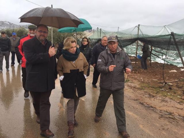 La consejera de Agricultura y el alcalde de Totana visitan los parrales de uva de mesa damnificados en El Raiguero por el temporal de nieve 