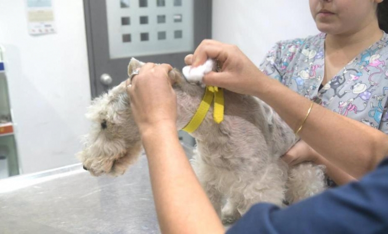 Se acuerda la firma de un convenio de colaboracin con clnicas veterinarias de Totana para la realizar la campaa de identificacin de animales de compaa (perros, gatos y hurones)