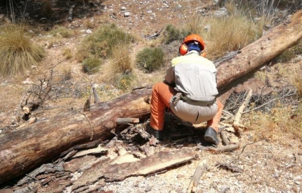 Operarios de la Consejera de Medio Ambiente realizan trabajos de tala y retirada de la masa arbrea seca en el paraje de La Santa, a consecuencia de la sequa y las plagas fitosanitarias