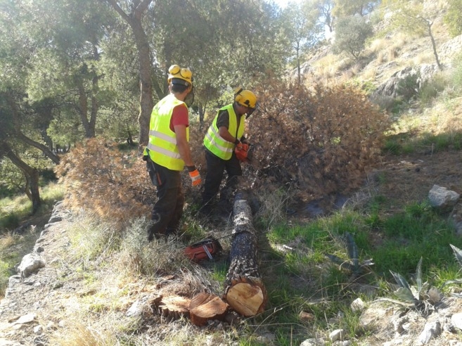 Operarios de la Consejera de Medio Ambiente realizan trabajos de tala y retirada de la masa arbrea seca en el paraje de La Santa, a consecuencia de la sequa y las plagas fitosanitarias