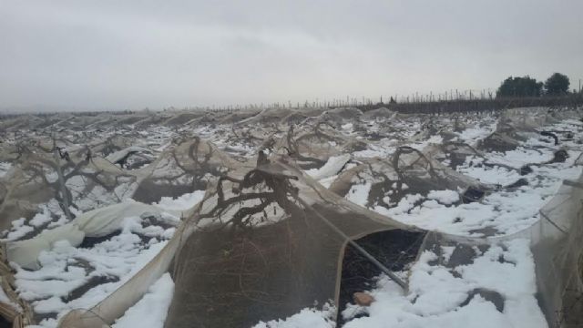 La Alcalda eleva una mocin solidarizndose con los agricultores afectados por el temporal de fro polar y solicita ayudas directas por los daos ocasionados en el campo totanero