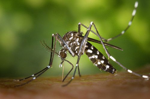 La Concejala de Salud Pblica procede a la instalacin de trampas de captura para comprobar la presencia o ausencia del mosquito tigre en Totana