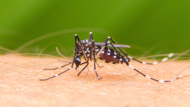 Totana participa en el Sistema Regional de Vigilancia Entomológica del Mosquito Tigre para controlar su presencia en espacios públicos del municipio