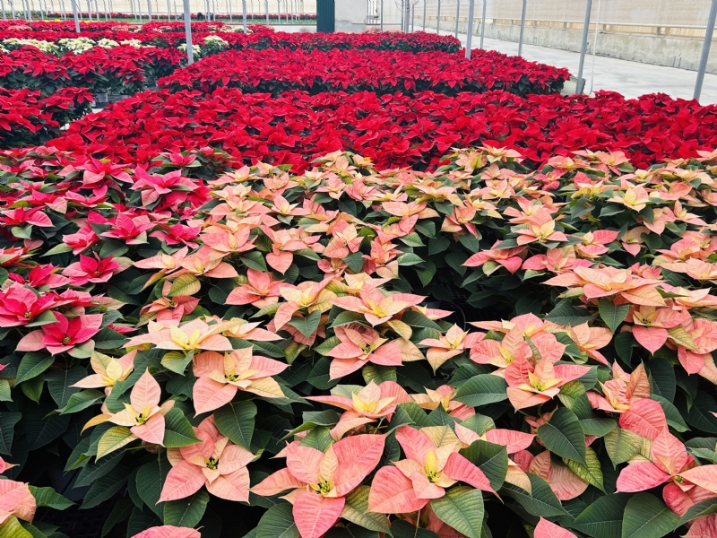 Fotoagrafía relacionada con la noticia, 