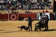 Ver foto 10