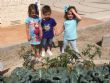 La comunidad educativa del CEIP "La Cruz" pone en marcha el proyecto pedagógico "Huerto Escolar Ecológico" recolectando su primera cosecha - Foto 3