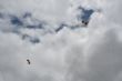 La Patrulla Acrobática de Paracaidismo del Ejército del Aire (PAPEA) colabora con AELIP para llevar a lo más alto el apoyo a las lipodistrofias - Foto 48