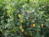 Ver foto 11 - Huerta-Mort�