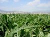 Ver foto 12 - L�bor