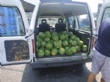 Agricultores y cooperativas de Totana entregan fruta fresca a Cáritas de las Tres Avemarías gracias a las gestiones del concejal de Bienestar Social - Foto 1