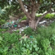 Realizan una actividad comunitaria de sensibilización medioambiental en el barrio Triptolemos mediante la recogida voluntaria de residuos - Foto 14