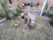 Ver foto 30