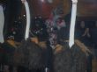 Ver foto 14