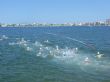 UN TOTAL DE 45 ESCOLARES DE TOTANA PARTICIPAN EN "LA FINAL REGIONAL ESCOLAR DE AQUATLÓN" CELEBRADA EN SAN PEDRO DEL PINATAR, CON EXCELENTES RESULTADOS PARA LOS CENTROS DE ENSEÑANZA DE LA LOCALIDAD - Foto 9