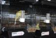 EL LOCAL SOCIAL DEL BARRIO SAN FRANCISCO ACOGE LA VII EDICIÓN DE LA "EXHIBICIÓN ORNITOLÓGICA FIESTAS SANTA EULALIA" CON LA PARTICIPACIÓN DE CERCA DE 600 EJEMPLARES - Foto 4